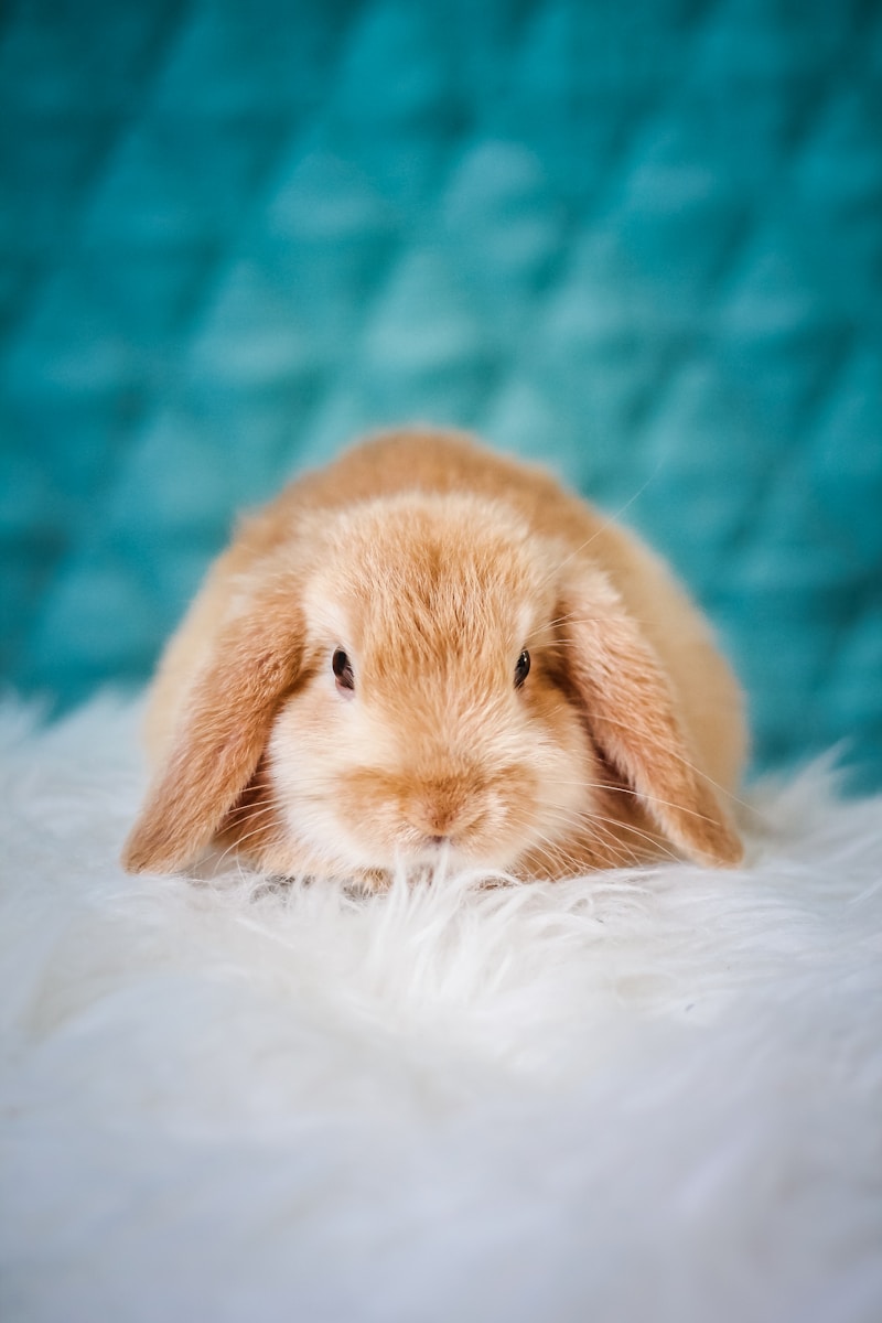 Chinchilla Sahiplendirme