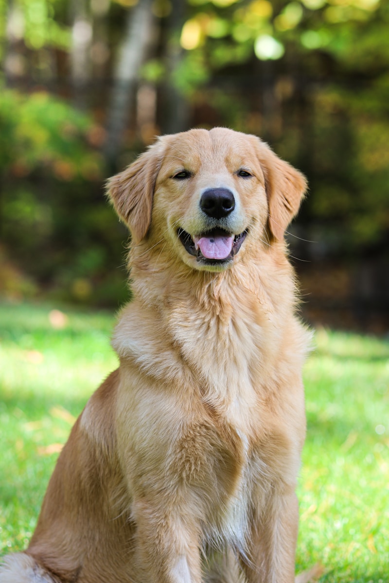 Golden Retriever Yavru Sahiplendirme