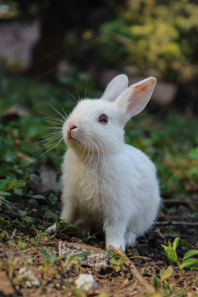 Holland Lop Tavşan Sahiplendirme